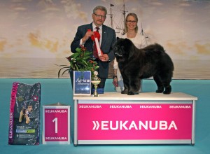 Chow Chow BIG Gruppesejr Piuk Chow Possesses Black Passion Herning Dansk Vinder 2015