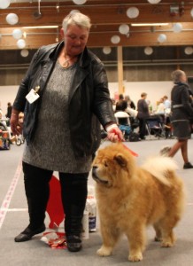 Chow Chow Veteran Cracker Aars 2015