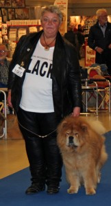 Chow Chow Veteran Cracker Herning 2015