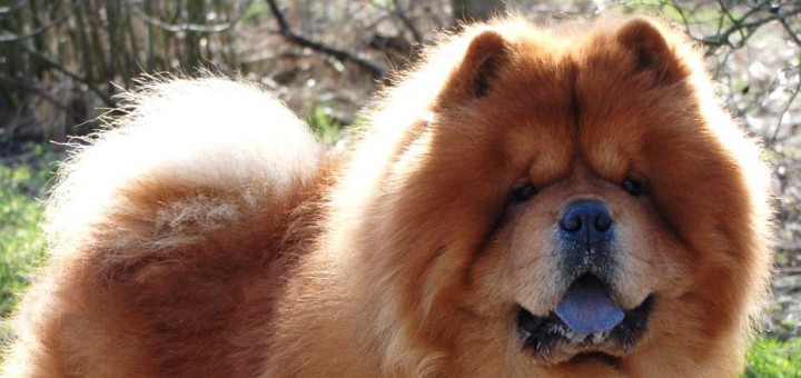 rød Chow Chow Ba-Tong´s Kubla