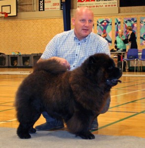 Chow Chow hvalp Liusu Chi-go Chen Black Sørbymagle 2015