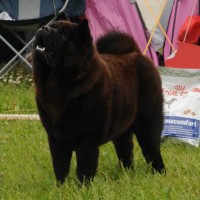 Sort korthåret Chow Chow Grazioso's One Wilma Zu'tzungle