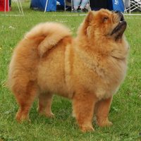 Chow Chow Piuk_Chow_Swee_ Queen_Of_Phantasy