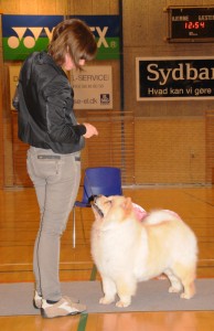 Chow Chow creme, Orinells Live Your Dream ny dansk champion