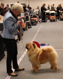 Chow Chow Stagebo's Angel Of The Morning Aars 2015