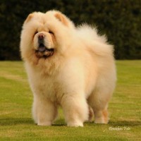 Creme chow chow Orinell's It's A Knockout