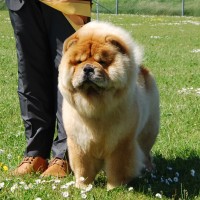 Rød Chow Chow Piuk Chow Pirates Boy Of Phantasy