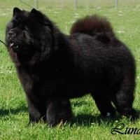 Chow Chow Klubvinder 2015 Piuk Chow Possesses Black Passion