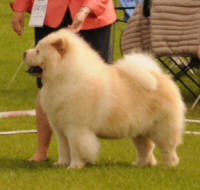 creme chow chow veteran Rossy Cream Colombo