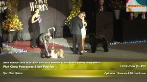 Chow Chow ved Show Of Winners Piuk Chow Possesses Black Passion