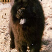 chow chow klubmester 1994 chang