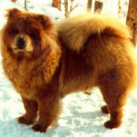 chow chow 1983 fruerlunds-countess-eliza