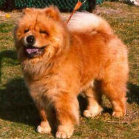 Chow Chow 1991 groenbaeks-aldo-king-huua