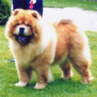 Chow Chow 1996 stagebos-christmas-cracker