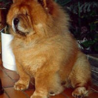 chow chow klubmester 1988 wingwood-golden-surprize