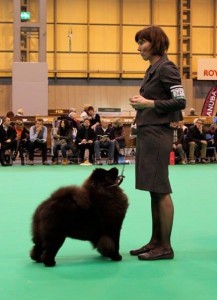 Chow Chow Orinells Never Say Never Crufts 16