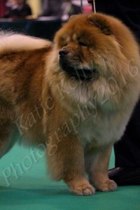 Chow Chow Piuk Chow Sweet Dreams Of Phantasy For Hiswin