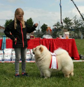 Chow Chow - Barn & Hund konkurrence