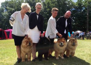 Chow Chow Kennel Piuk Chow bedste opdrætter