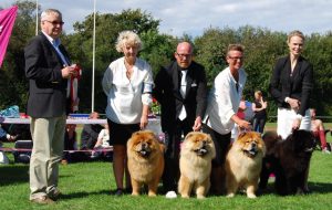 Chow Chow Kennel Piuk Chow BIS Bornholm 2016
