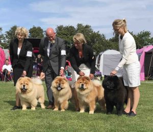 Chow Chow opdrætsklasse Kennel Piuk Chow