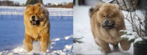 Chow Chow hvalpe sne leg vinter