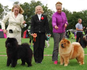 Chow Chow Bidachows Amazing Armani og Bidachows O'Lovely Othello Susanne Dammann