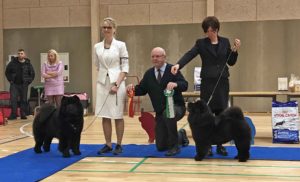 Chow Chow BIR Chow Chow Piuk Chow Possesses Black Passion Stine Hjelme og BIM Orinell's Rising To Stars Mette Maj Lindorff, Dommer Jan Mejerink