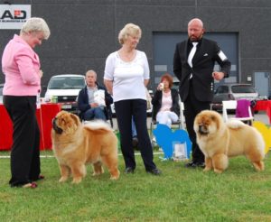 Chow Chow Stagebo's Angel of The Morning Susanne Danielsen og Piuk Chow Pirates Boy Of Phantasy Dennis Hessner