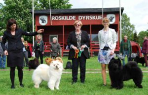 Chow Chow Pei Fang Eye Catcher Mette Maj Lindorff og Piuk Chow Possesses Black Passion Stine Hjelme