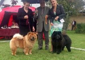 Chow Chow Bidachows O'Lovely Othello Susanne Dammann