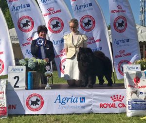 Chow Chow Best In Show Piuk Chow Possesses Black Passion Stine Hjelme Christine Rossier