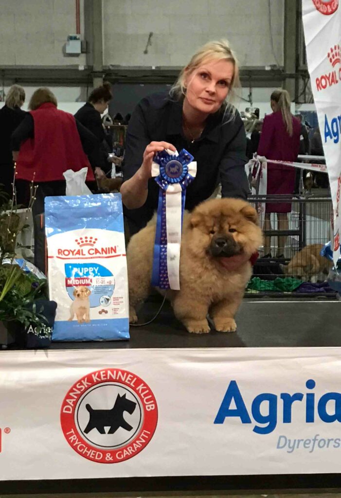 Chow Chow hvalp Cherry Best In Show 2 baby Fredericia 2019, Sabrina Nielsen