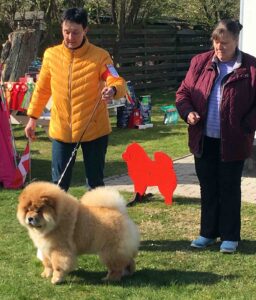 Chow Chow hvalp Notorious Star Brian Adams, Lise-lotte Adler