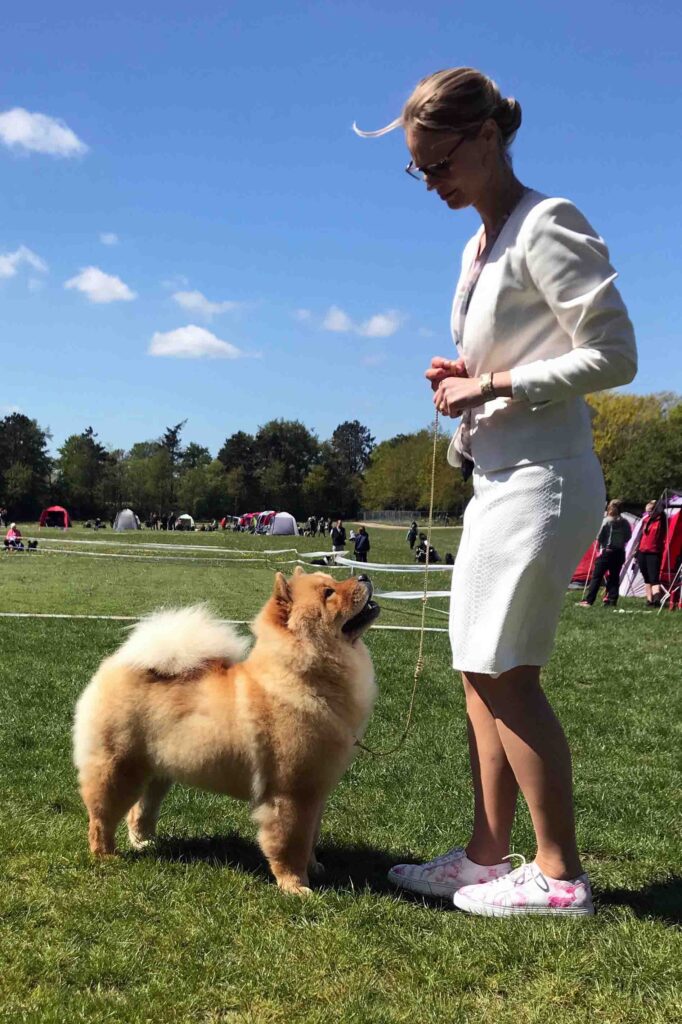 Chow Chow Hjelme China In Your Hand Junior Champion Stine Hjelme