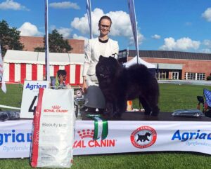 Chow Chow Best In Show Piuk Chow Possesses Black Passion, Stine Hjelme