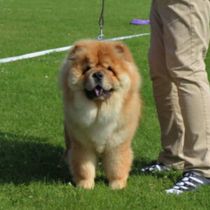 Chow Chow Ilaka Falcon The Chinese Fellow