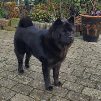 chow chow Zhuan Nong Chang's Loui