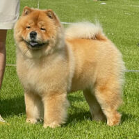Chow Chow Hjelme China In Your Hand