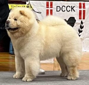 Chow Chow Piuk Chow Charming Cream Knight Of Paloma