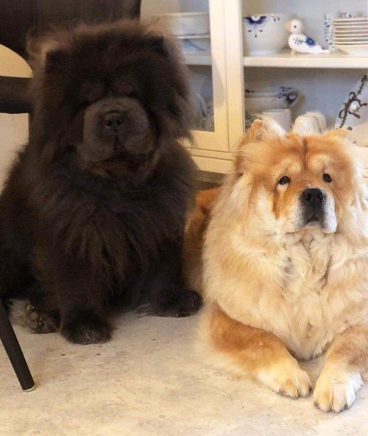 Chow Chow Ejerskifte