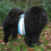 Chow Chow Alexander von Waurichen