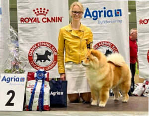 Chow Chow Hjelme Easy Lover BIG 2