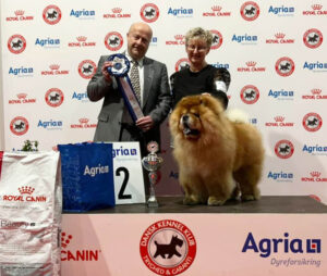 Chow Chow Kool Kashmir From Kwaitang Best In Show 2