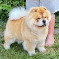 Chow Chow Hjelme Dressed For Success