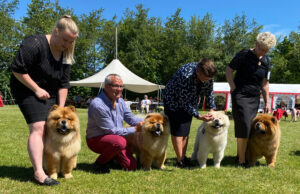 Chow Chow Kennel Piuk Chow