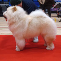 Chow Chow Piuk Chow Charming Cream Knight Of Paloma