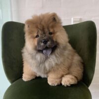 Charlie , piukichow.dk