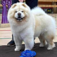 Piuk-Chow-Charming-Cream-Knight-Of-Paloma