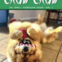 chow chow nr 2025
